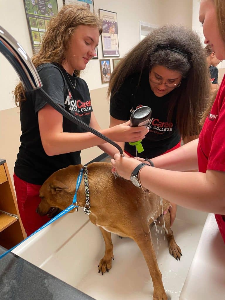 3 Veterinary Assistants washing a dog in the bath